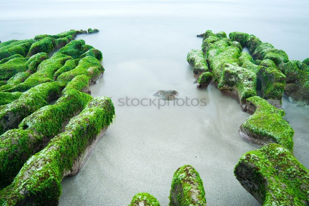 Similar – Image, Stock Photo simply moss on a stone by the sea