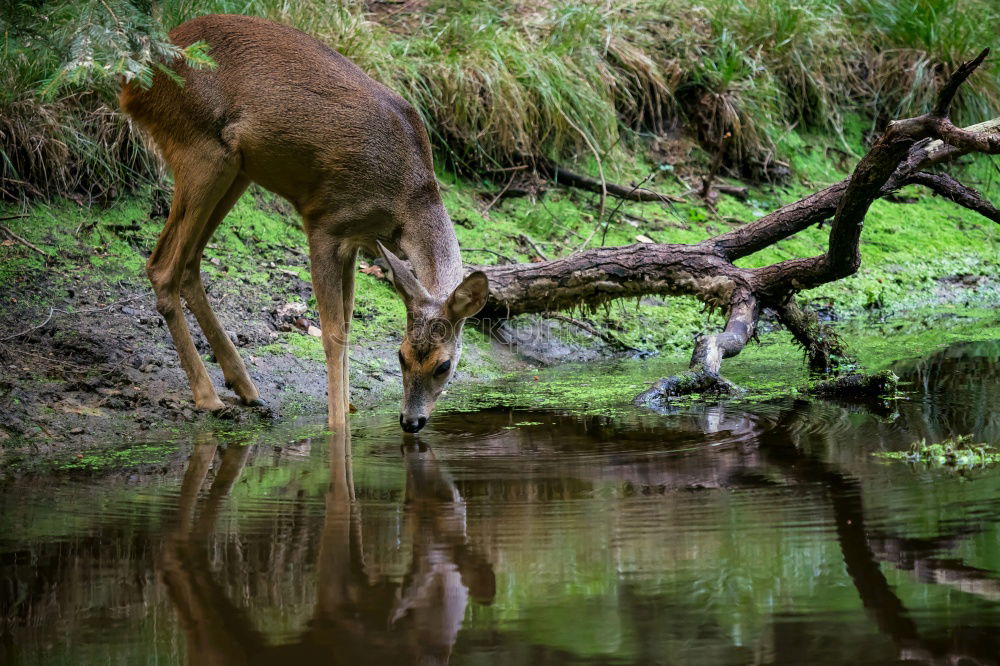 Similar – Image, Stock Photo we stay to ourselves….