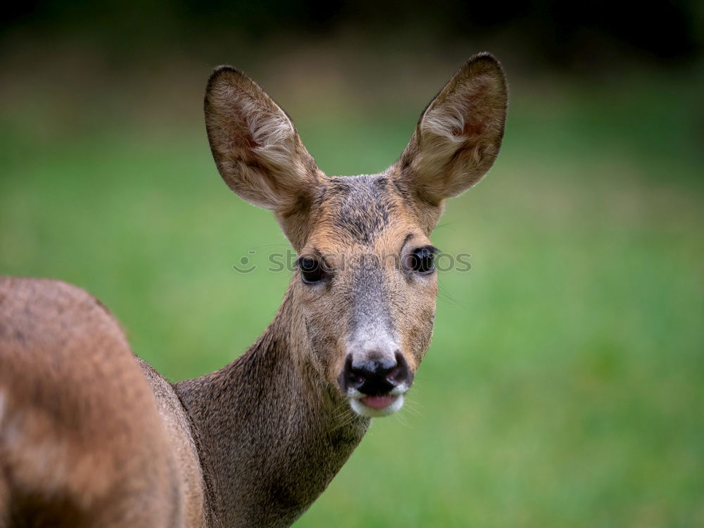 anmut Natur Tier Park