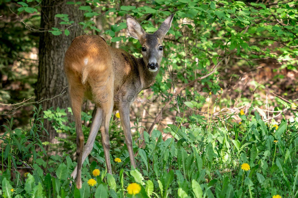 a red deer in the green meadow