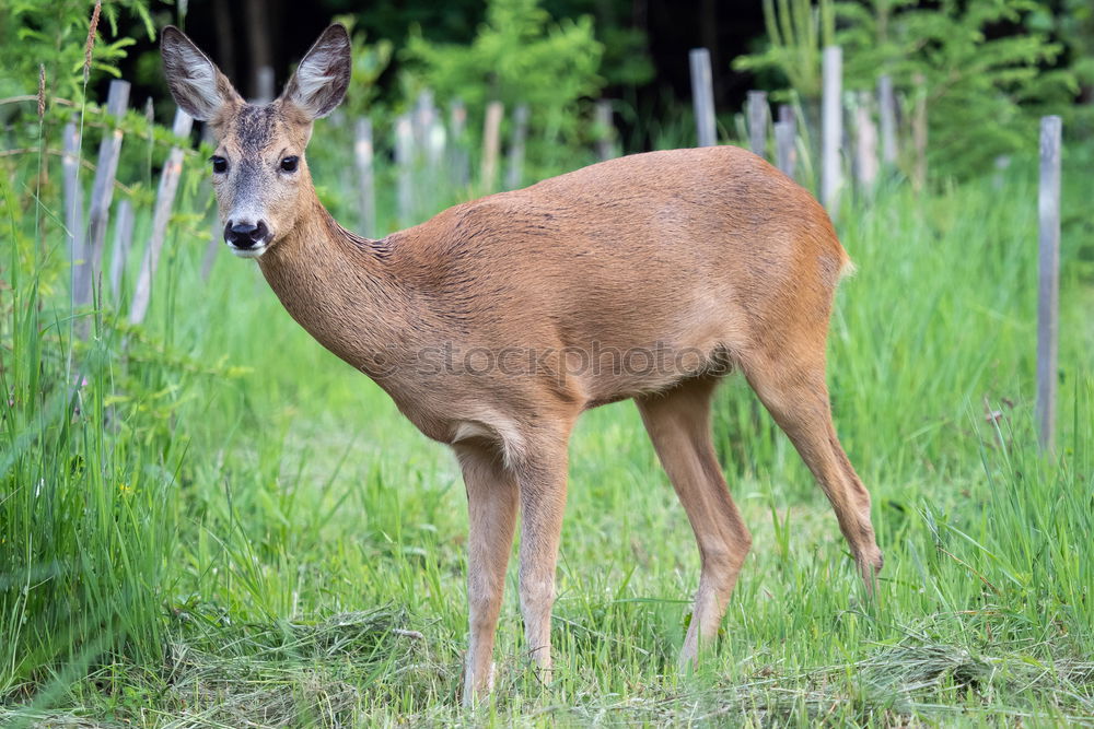 Similar – a red deer in the green meadow