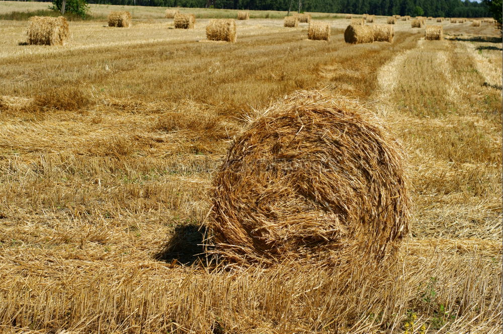 Similar – Strohballen Feld