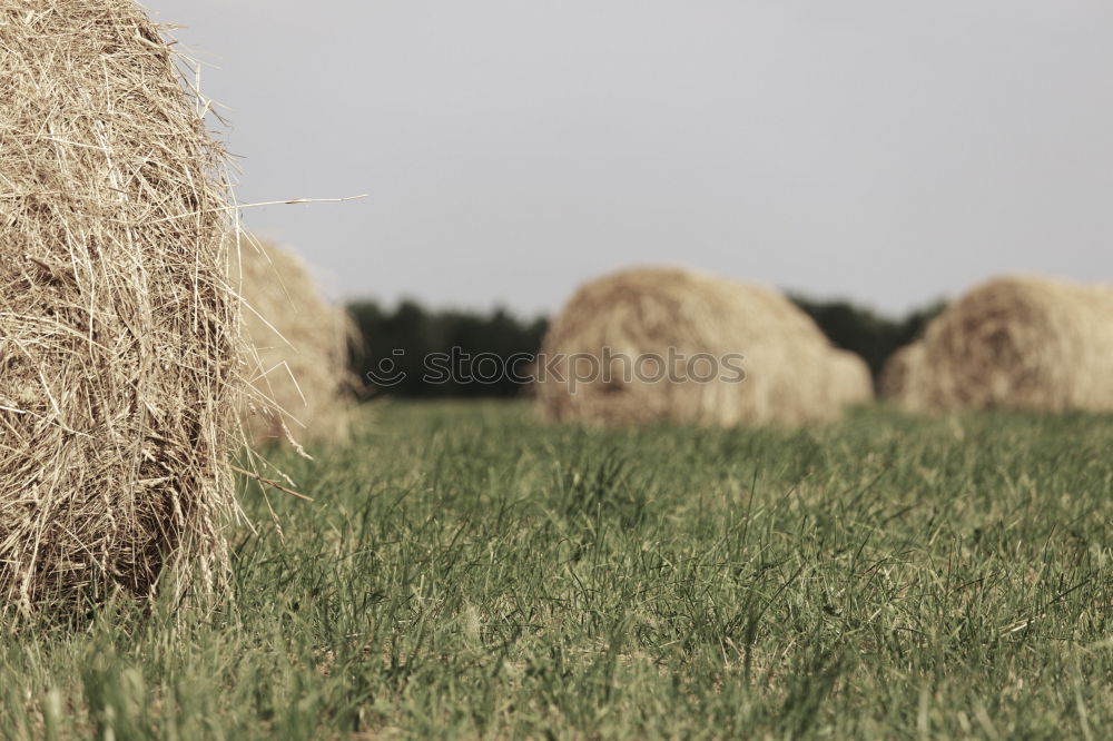 Similar – Back view of a Pensive boy in the straw field