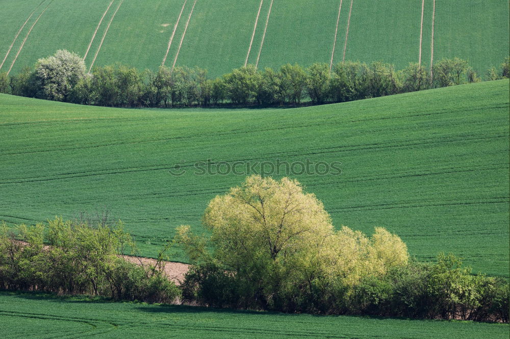 Similar – Natural spotted carpet