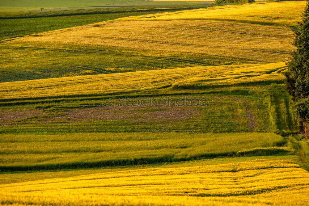 Similar – Image, Stock Photo lost Man Field Canola