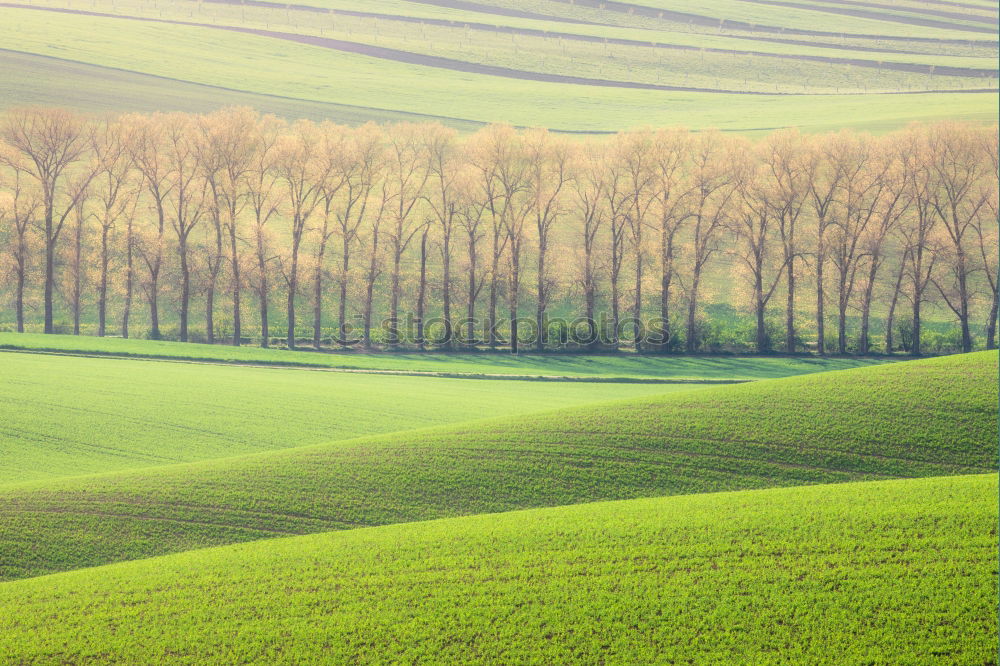 Misty hill Hill Fog Green