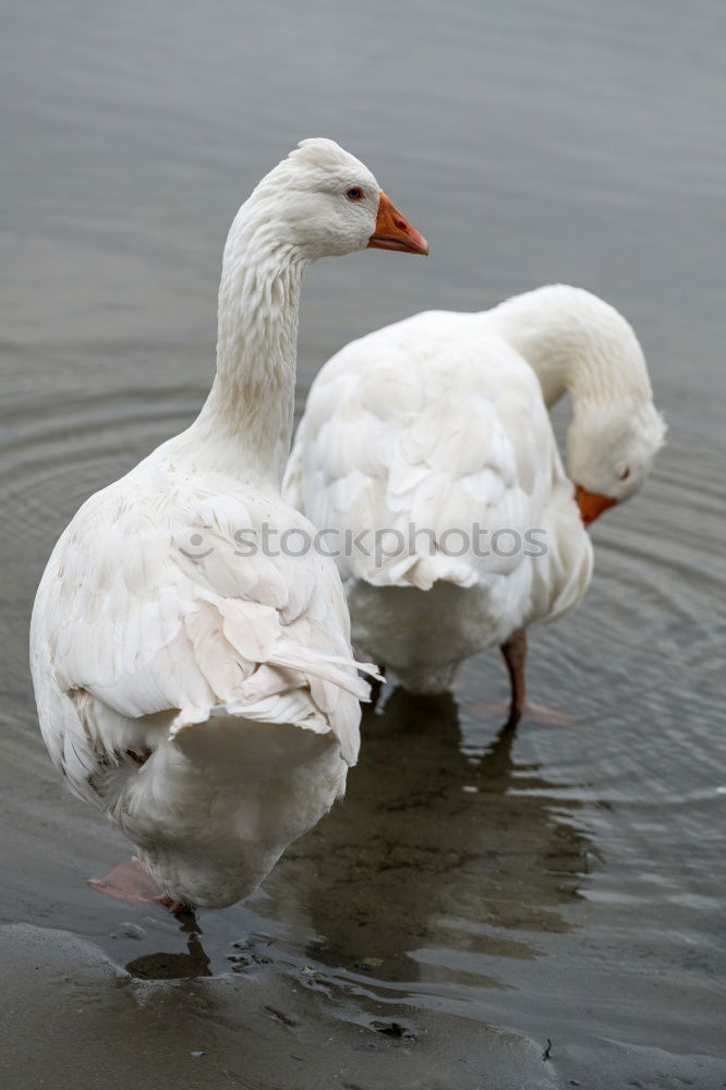 Similar – Foto Bild Unzertrennlich Gans Vogel