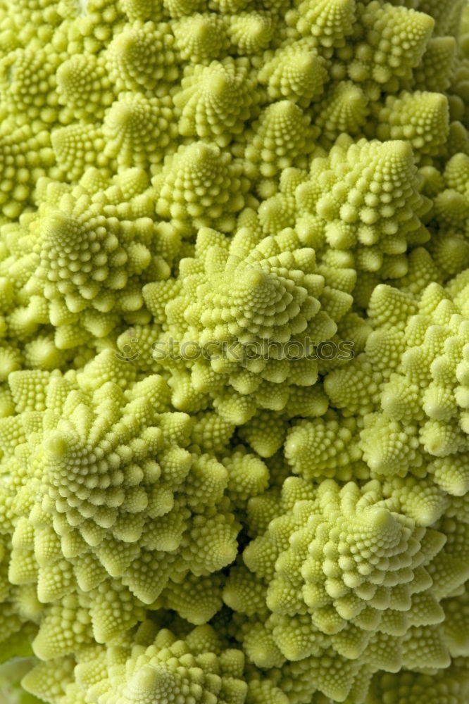 Foto Bild fractals in veges Brokkoli