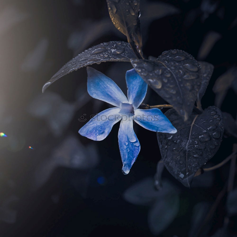 Similar – forget-me-not