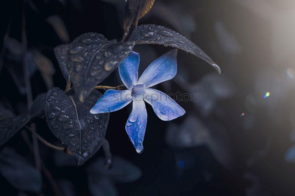 Similar – FORGET-ME-NOT Colour photo