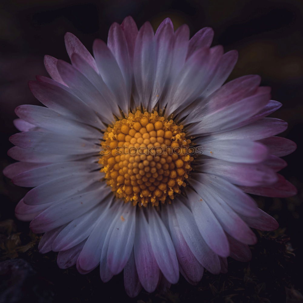 Image, Stock Photo Withered flower Flower