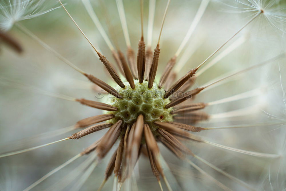 Thistle grün Pflanze