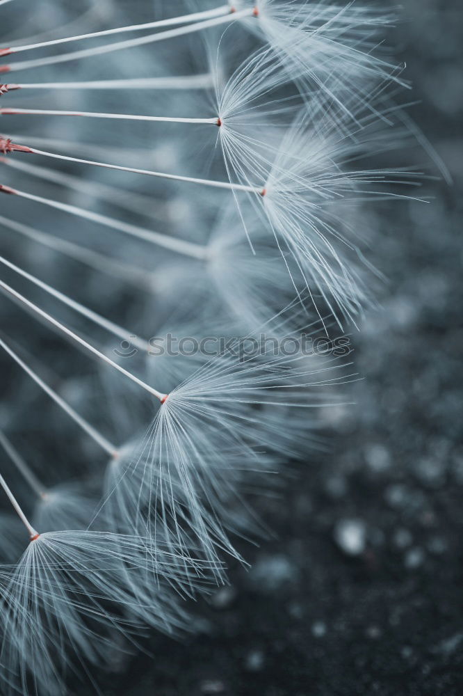 Similar – Dandelions 5 puff flowers