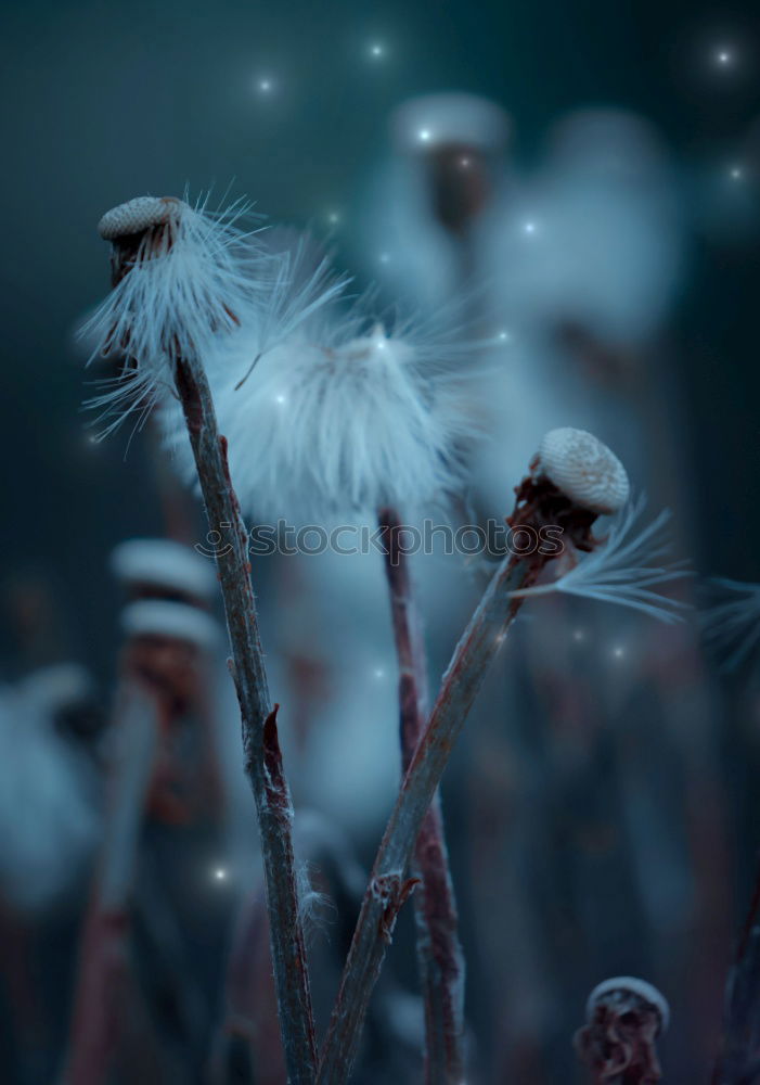 Similar – Image, Stock Photo Dandelions and buttercups