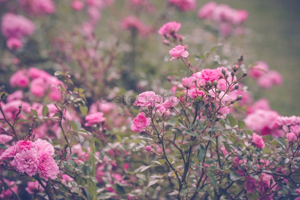 Image, Stock Photo snow flowers Nature Plant