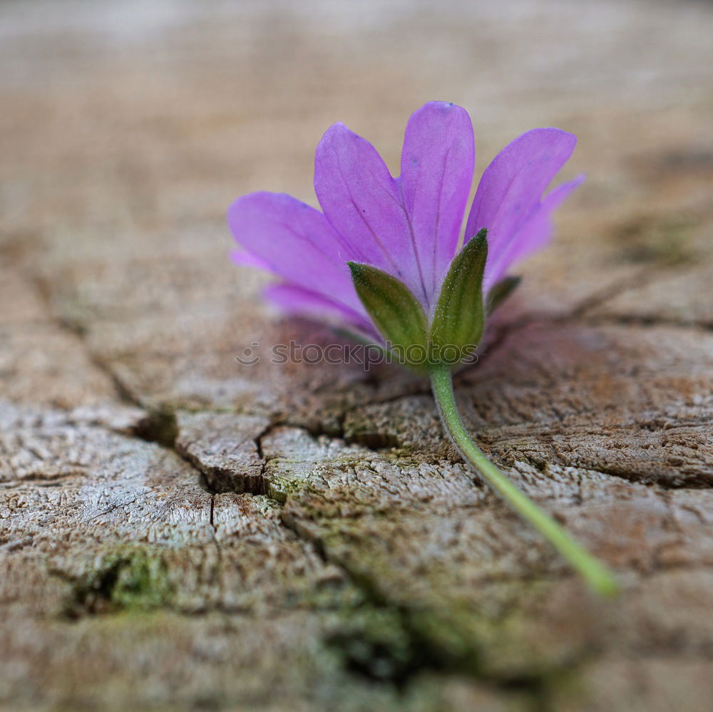 Similar – Foto Bild einsame Blume