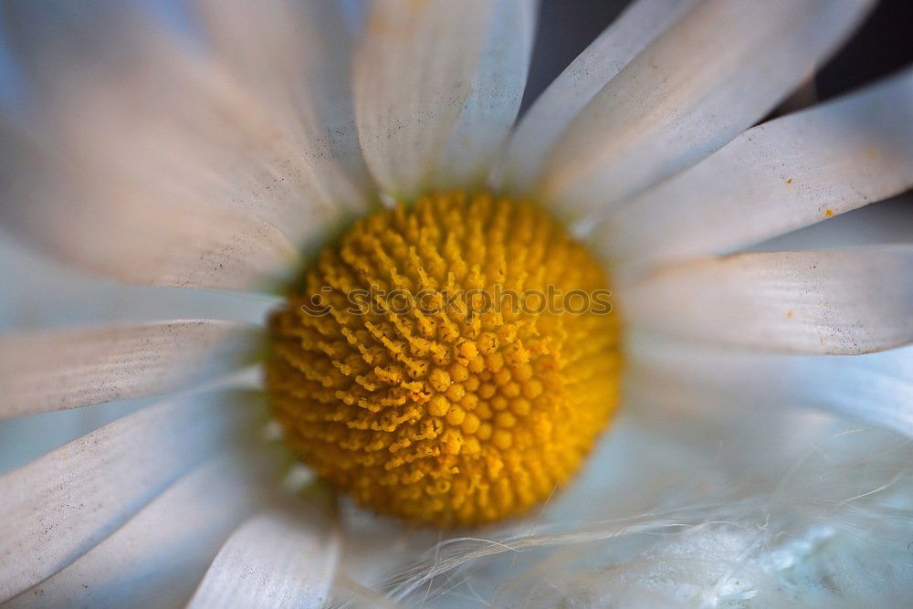Similar – Image, Stock Photo daisy flower plant Flower