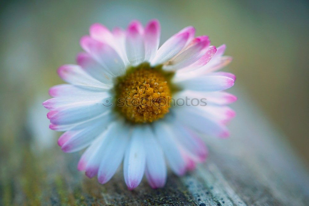 Similar – Image, Stock Photo daisy flower plant Flower