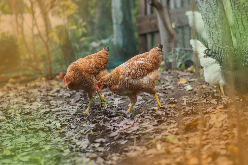 Similar – Juvenile hens III chicken