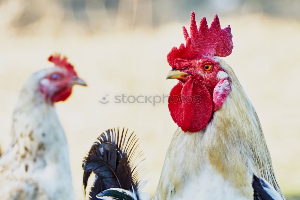 Similar – hen races Animal