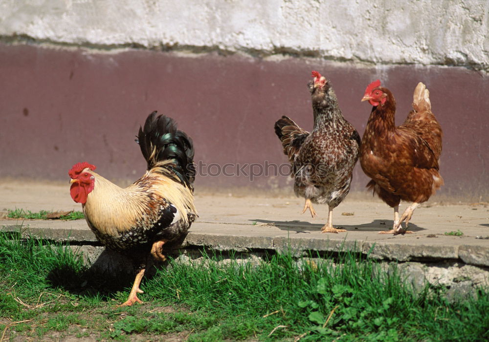 Similar – Image, Stock Photo Young cock between young chickens