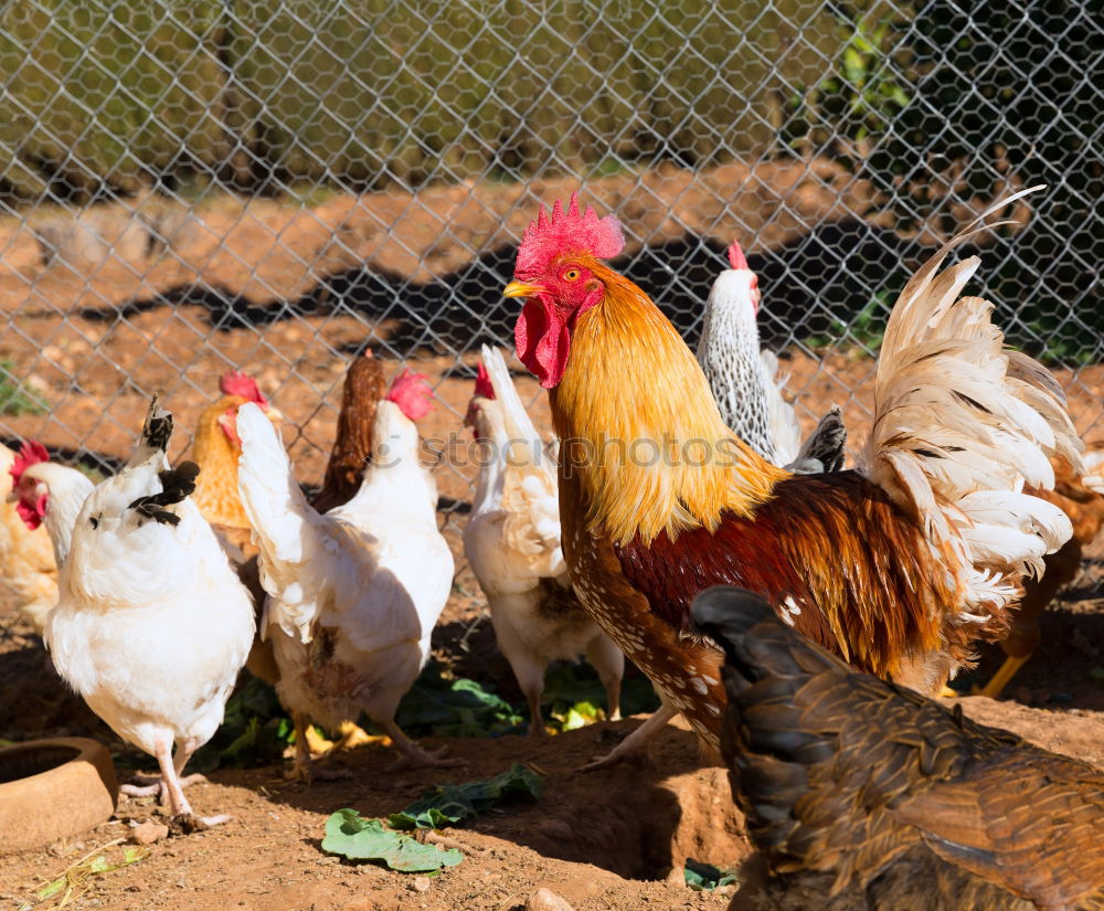 Similar – Image, Stock Photo Chickens outdoors on an organic farm