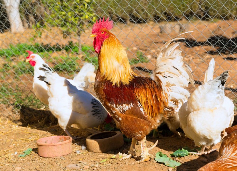 Similar – Image, Stock Photo Chickens outdoors on an organic farm