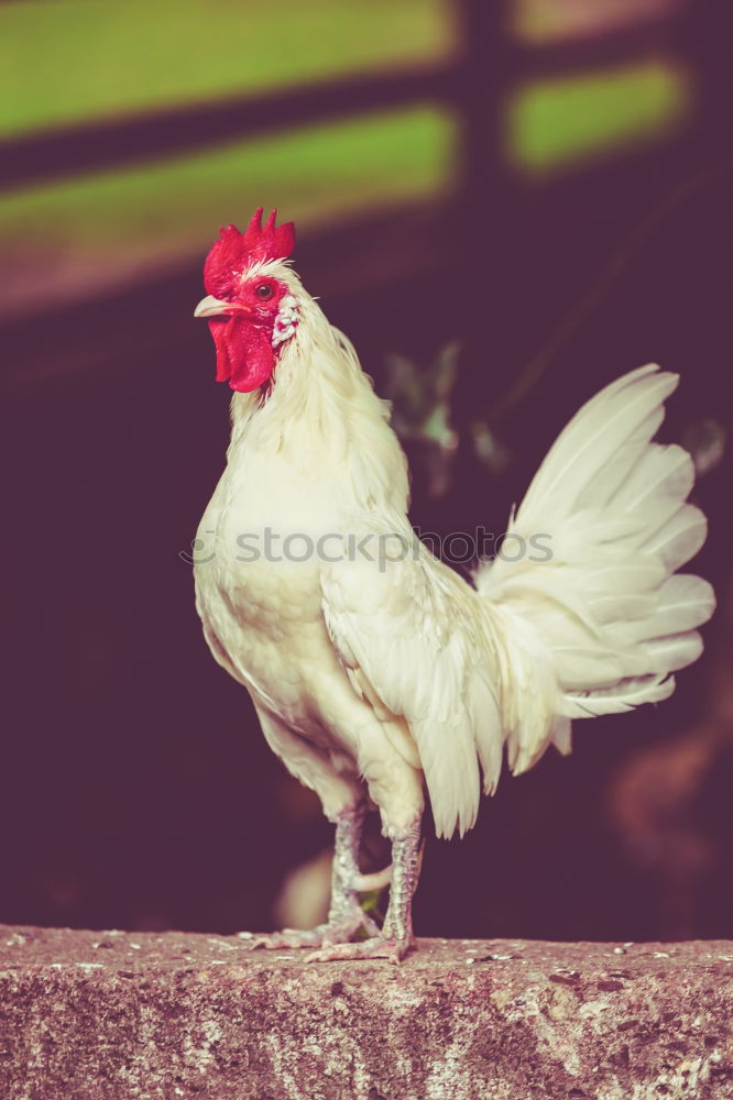 Similar – Image, Stock Photo “What’s for lunch today?”