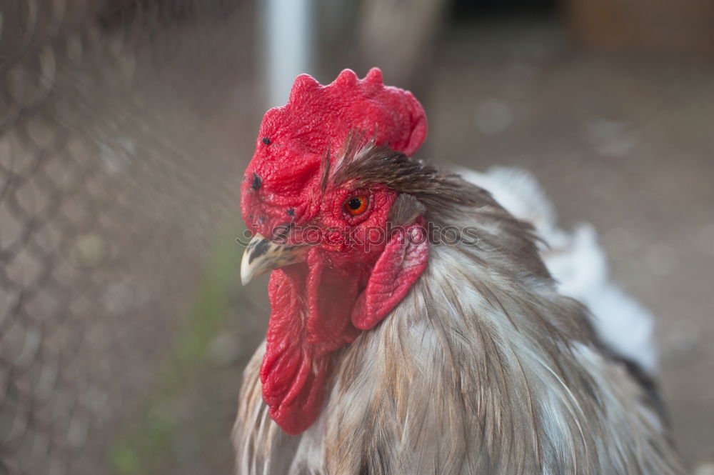 Similar – Cock (Güggel) Nature