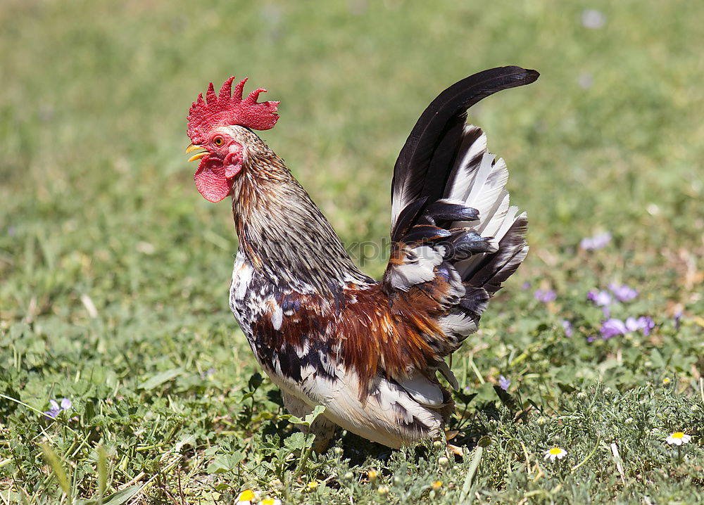 Similar – Image, Stock Photo Happy chicken Environment