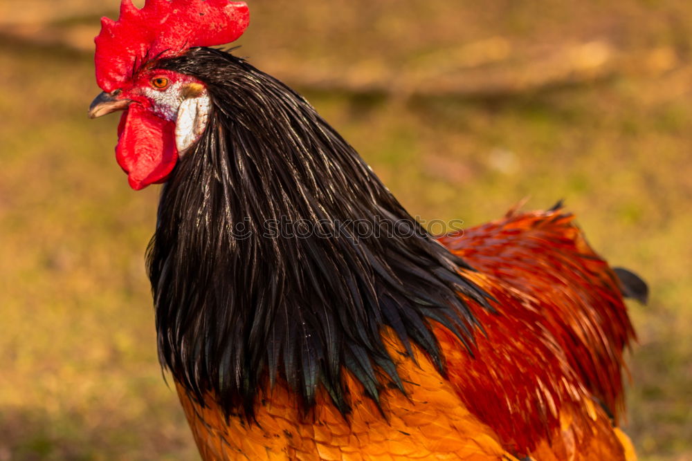 Similar – Colourful cock Food Meat