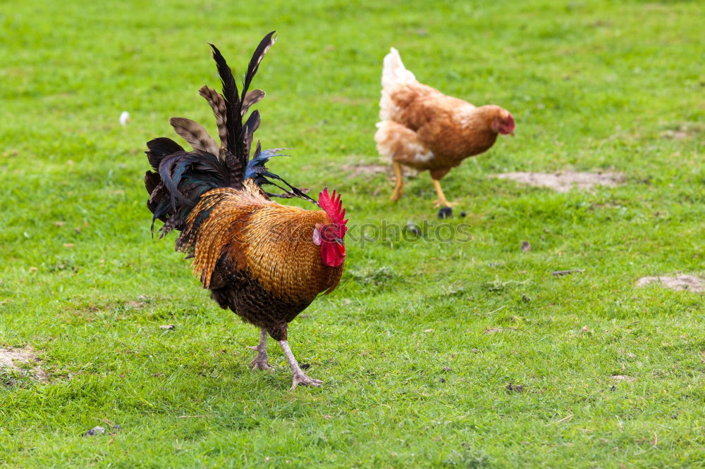 Similar – hen looking at the camera