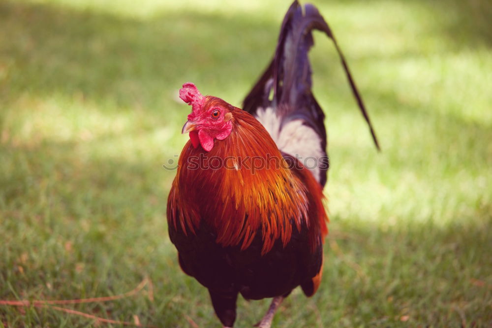 Similar – Image, Stock Photo white rooster portrait