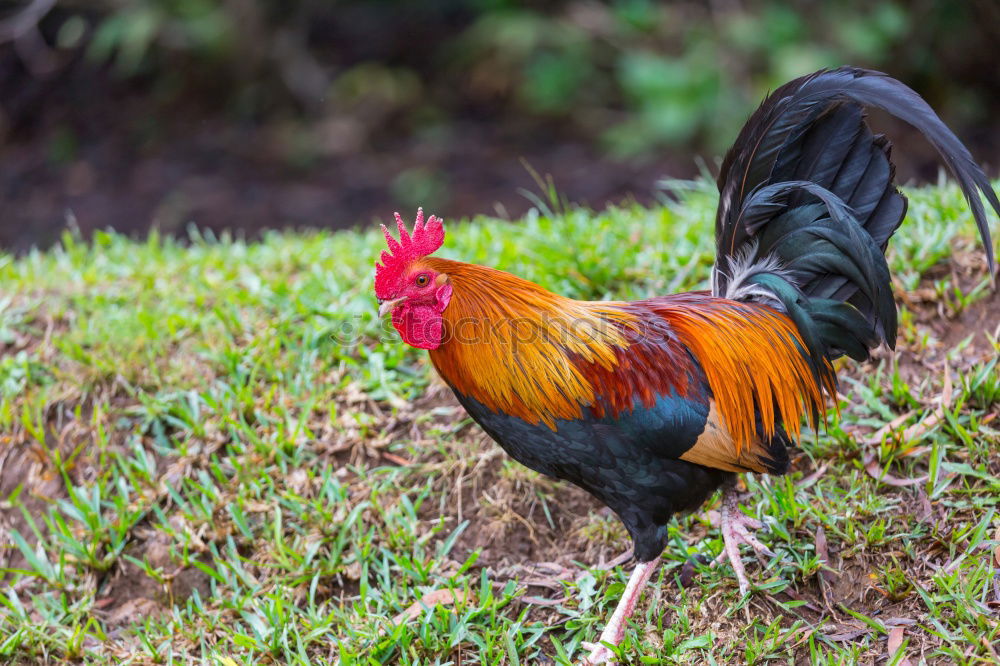 Colourful cock Food Meat