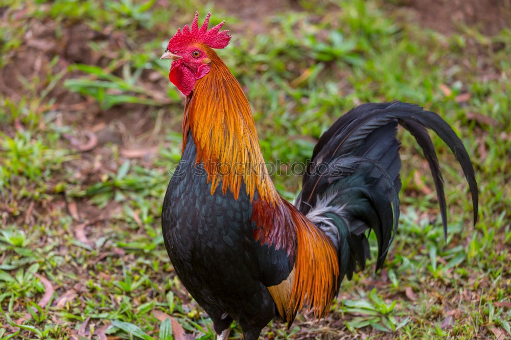 Similar – Colourful cock Food Meat