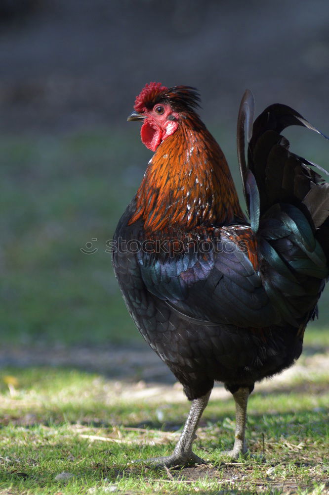 Similar – Close-up of rooster facing the camera