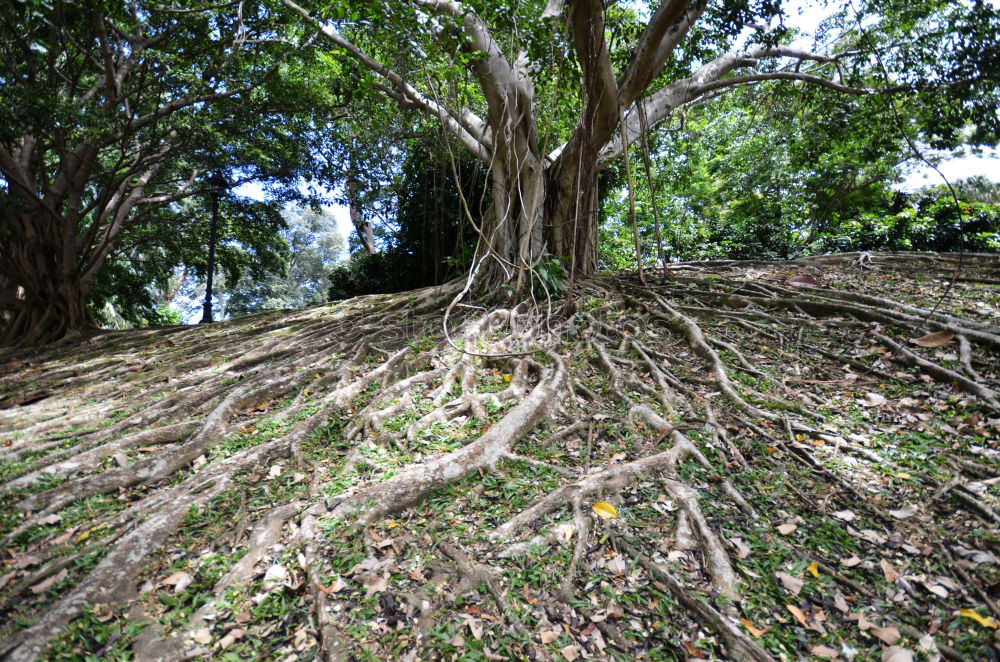 Similar – Australia Tree Growth