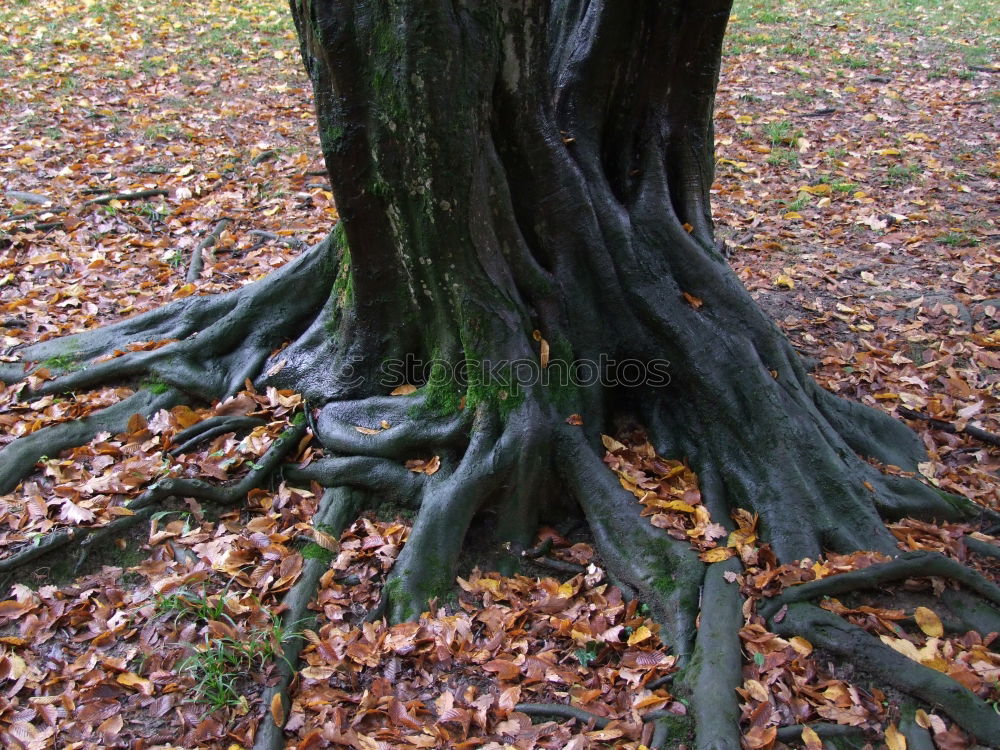 Similar – Image, Stock Photo Tree mushrooms 2 Forest