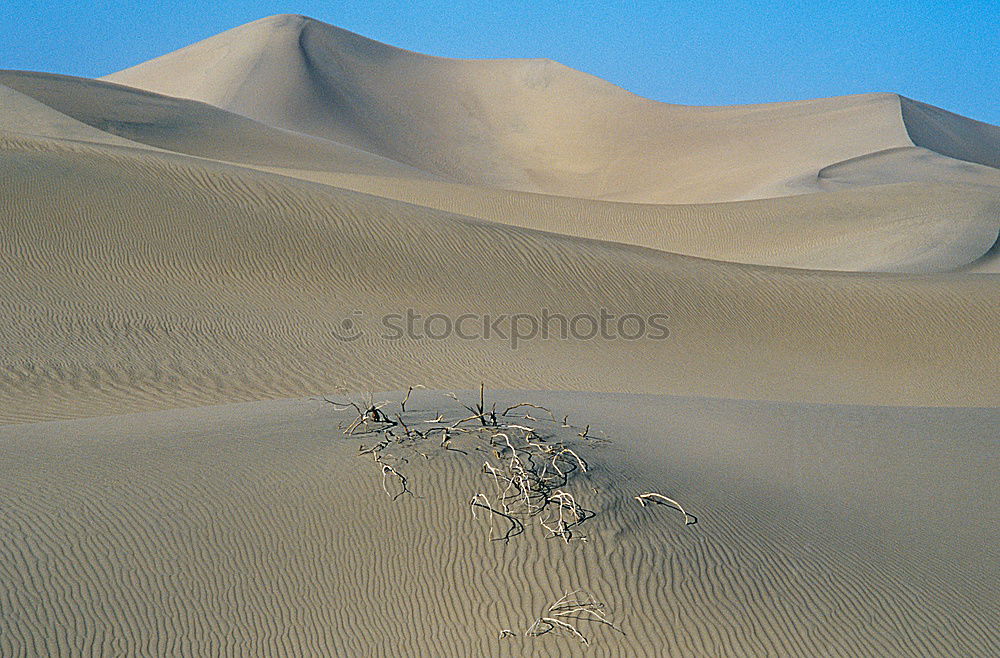 Similar – Image, Stock Photo the desert lives Horse