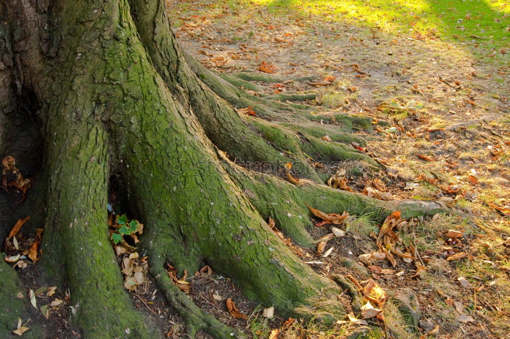 Similar – Buche und Moos Baum