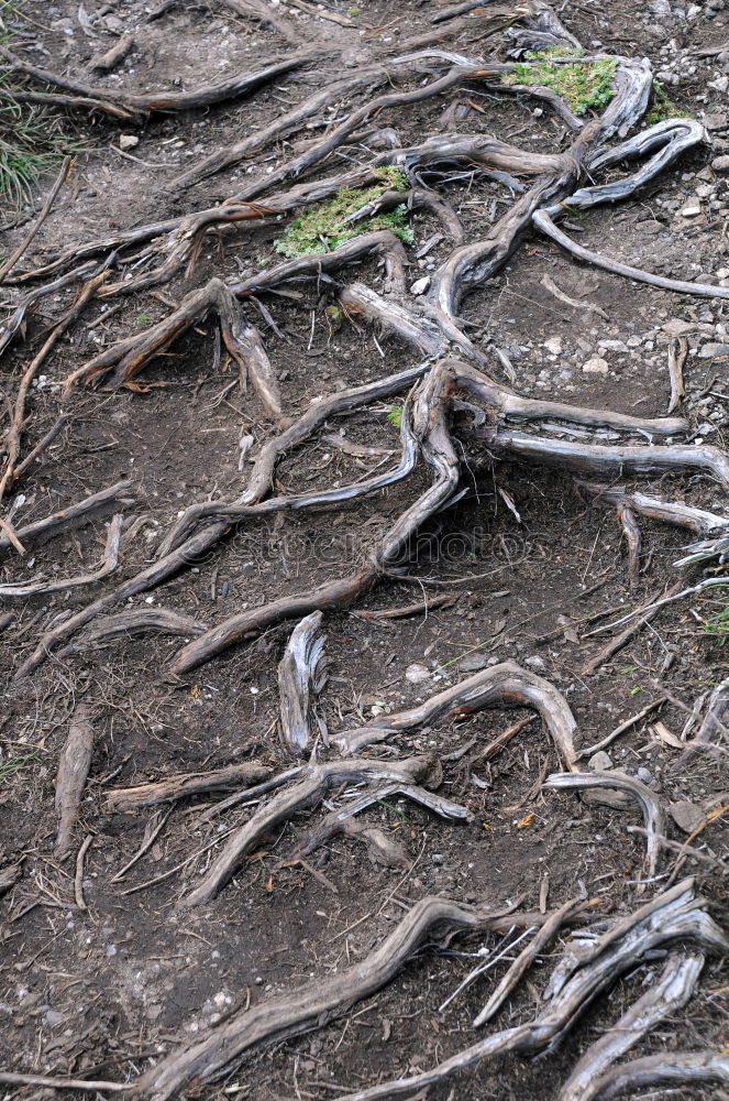 Similar – Roots on the ground Nature