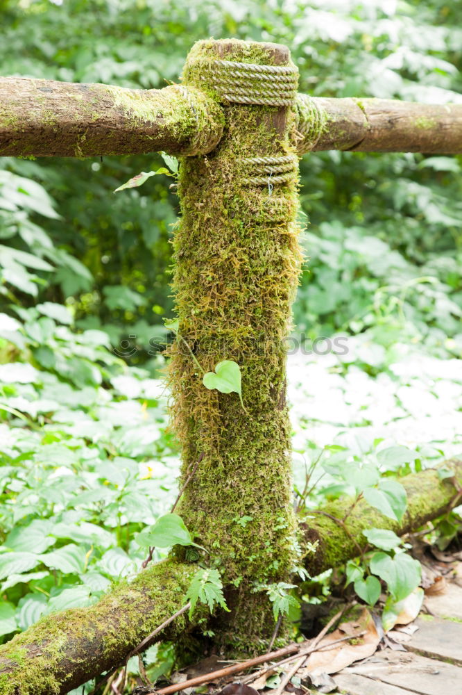 Similar – Image, Stock Photo Bird house on a tree among the green leaves