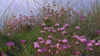 Similar – flowering heather bushes in a barren environment