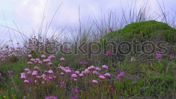 Similar – Image, Stock Photo wild thing Environment