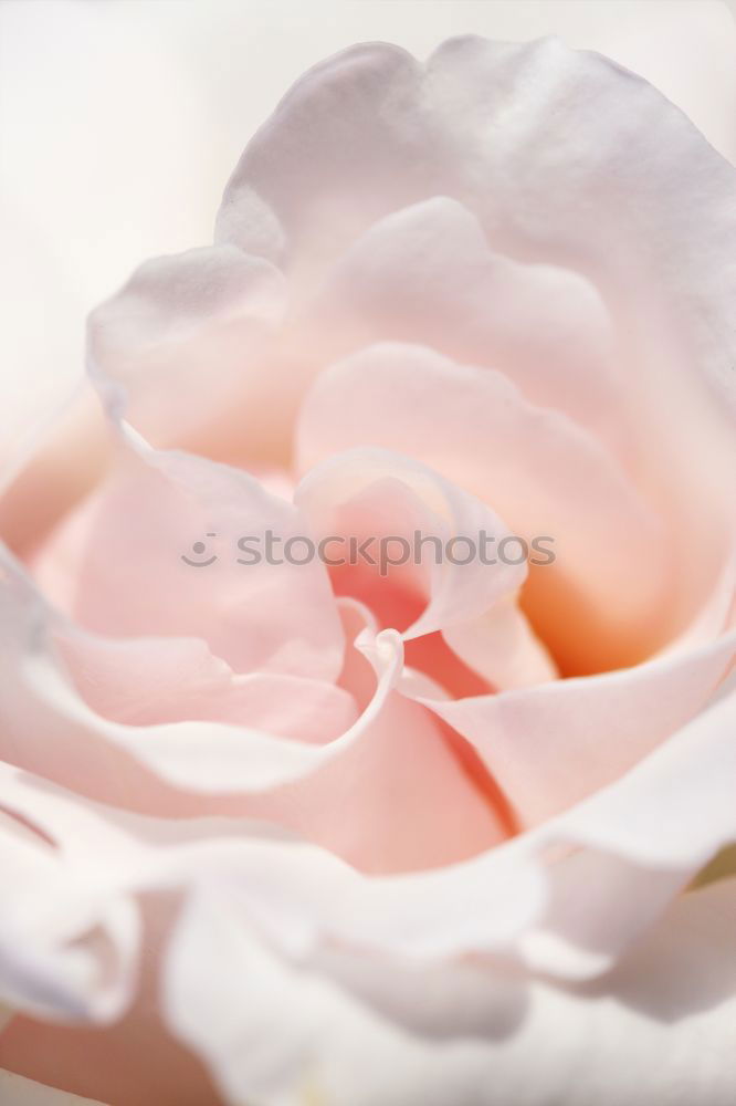 Similar – Image, Stock Photo White flower on pastel pink background