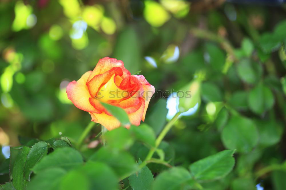 Similar – Engelstrompete Baum Blüte