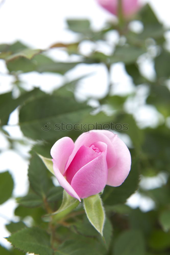 Similar – Image, Stock Photo Rose petal in the rain