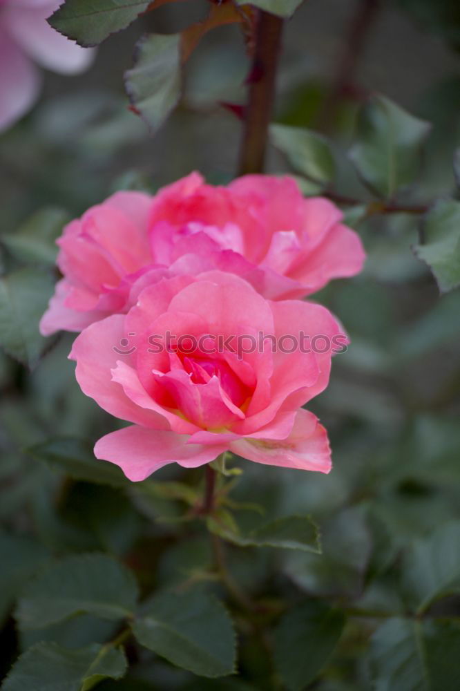 Similar – Image, Stock Photo Shrove Monday