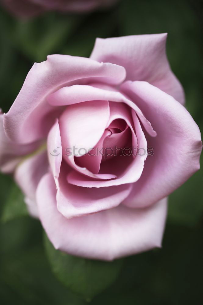 Similar – Image, Stock Photo Shrove Monday