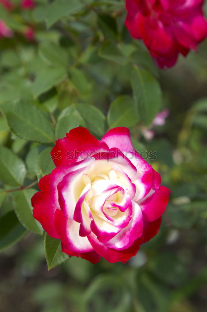 Similar – Image, Stock Photo Shrove Monday